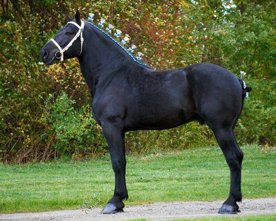 Percheron Horses